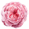 detail-flower.png